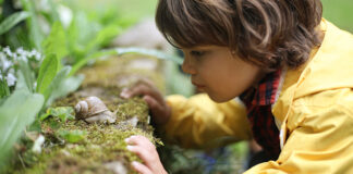 Child looking closely at a snail